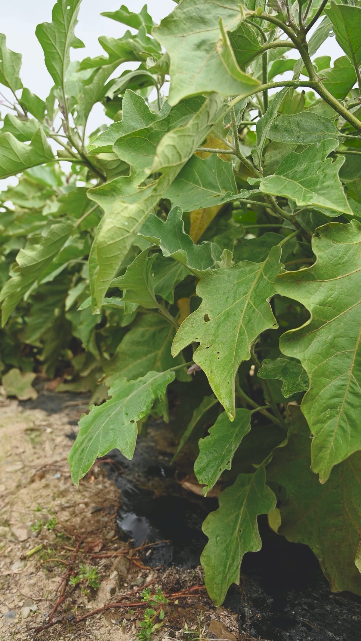 tomates oïdium