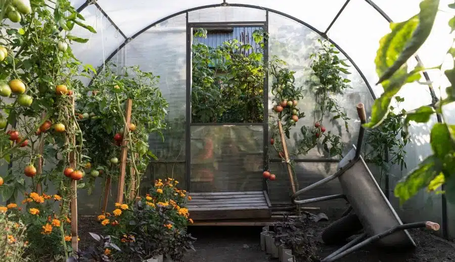 Les meilleurs légumes à faire pousser dans votre serre de jardin