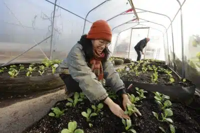 Les meilleurs légumes à faire pousser dans votre serre de jardin