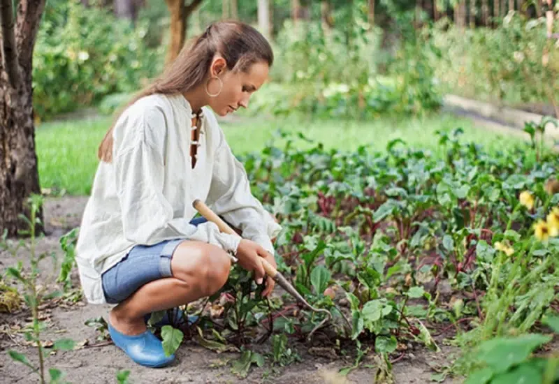 Que planter en automne quelles plantes choisir