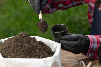 Engrais naturel : pourquoi utiliser la peau de banane pour vos plantes ?