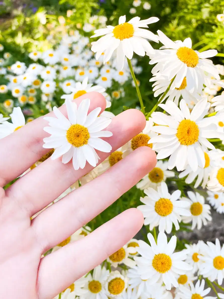 person holding white and yellow flowers