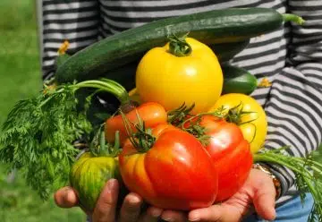 Installez un petit potager dans votre intérieur