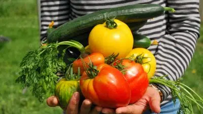 Installez un petit potager dans votre intérieur