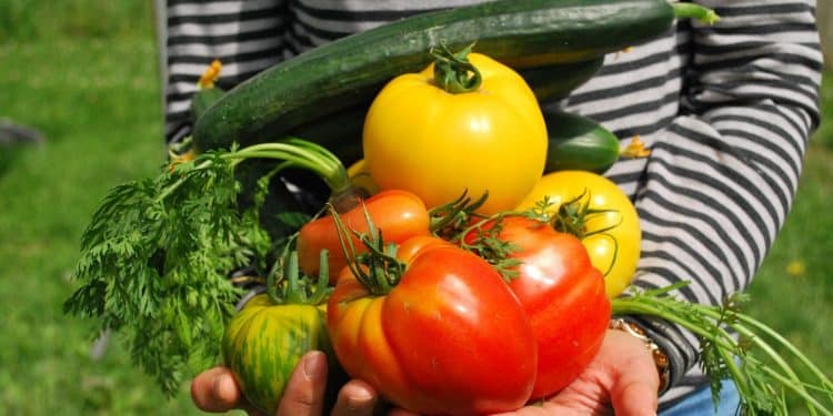 Installez un petit potager dans votre intérieur