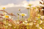 white and yellow flowers under white sky during daytime