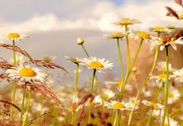 white and yellow flowers under white sky during daytime