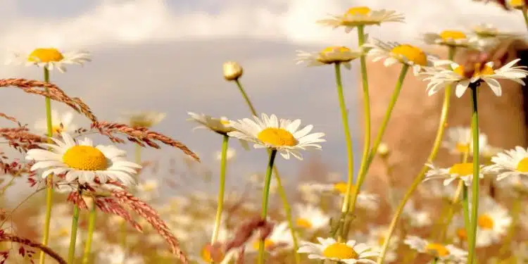 white and yellow flowers under white sky during daytime